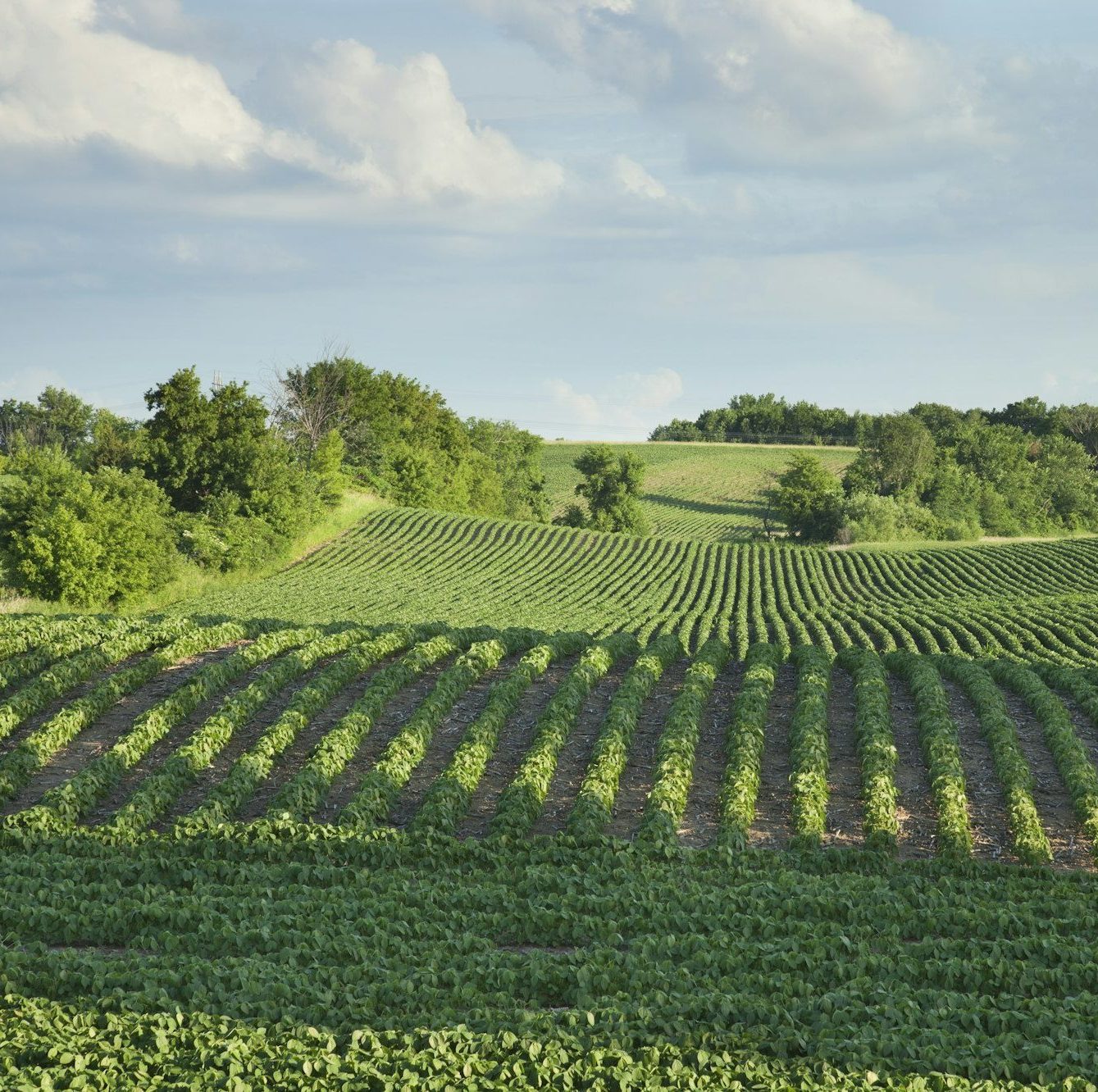 Soybean Field in Late Afternoon Sunlight