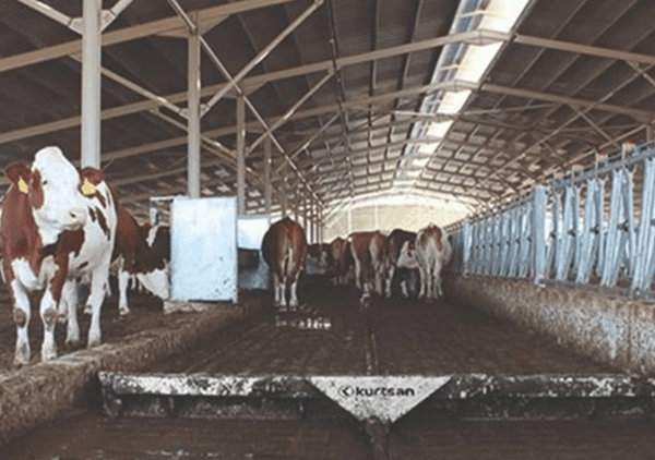 Pajisje per largim te plehut – Manure Scraper KM06037 - Figura 3