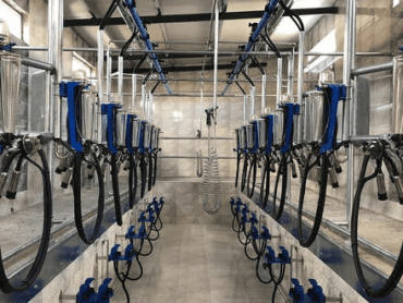 OME Herringbone Manual Milking Parlour  KURTSAN