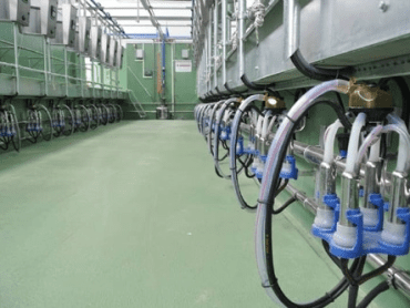 ED200 Herringbone Milking Parlour with Herd Management System KURTSAN