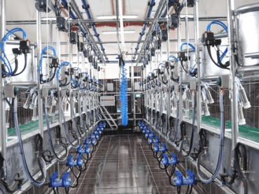 MC200TO Herringbone Milking Parlour with Automatic Cluster Remover KURTSAN