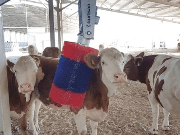 Automatic Cow Brush KURTSAN